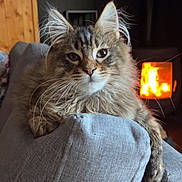 Aiko participe au concours pour gagner de l'argent avec cette photo : cat, feline, fluffy, couch, gray_couch, fireplace, indoor, pet, relaxed, fur, whiskers, ears, closeup, cozy, warm_light, wood_paneling, home, animal, resting, living_room