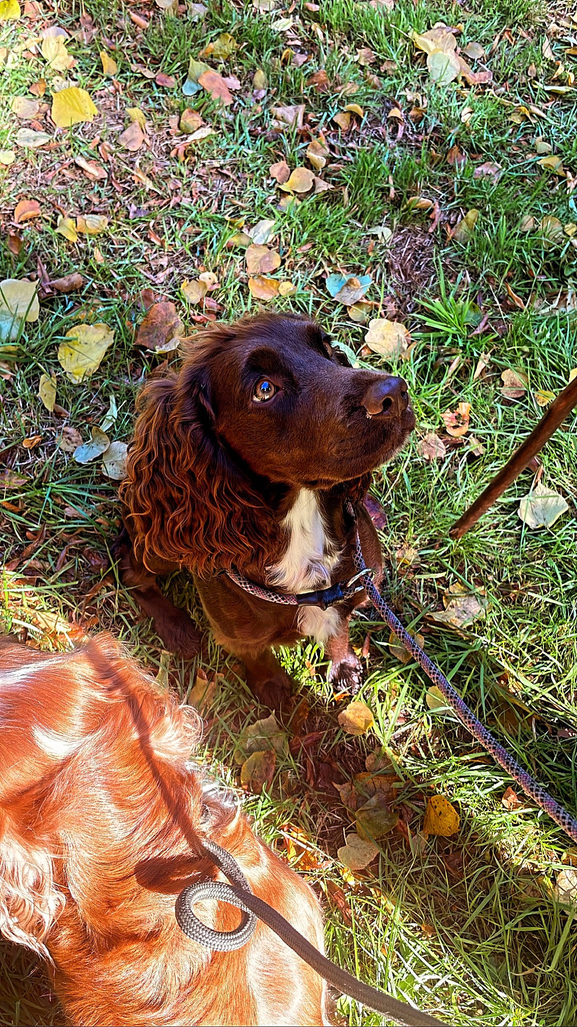 Fern is registered to the contest to win money with this photo: brown, canidae, carnivore, companion_dog, dog, dog_breed, fawn, grass, gun_dog, hunting_dog, liver, snout, sporting_group, terrestrial_animal, working_animal