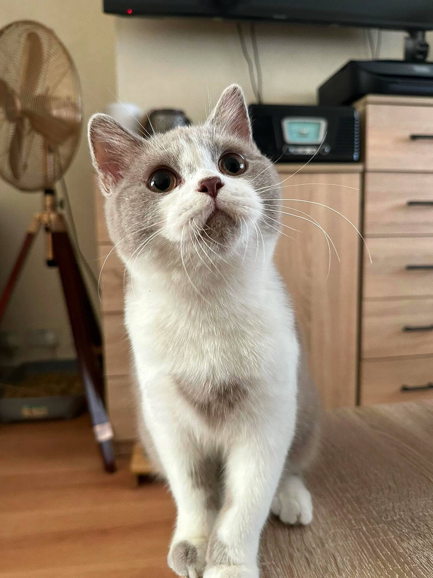 Pickle is registered to the contest to win money with this photo: cabinetry, carnivore, cat, chest_of_drawers, domestic_short_haired_cat, drawer, dresser, fawn, felidae, flooring, fur, hardwood, mechanical_fan, paw, small_to_medium_sized_cats, snout, tail, whiskers, window, wood