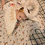 Leah is registered to the contest to win money with this photo: angel_costume, baby, blanket, child, closeup, costume, cute, decorative, fabric, feathers, floral_pattern, halo, headband, indoors, infant, lying_down, patterned, portrait, soft_lighting, wings