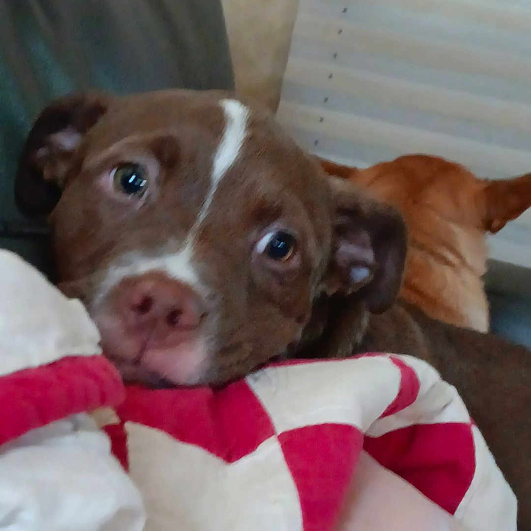 Oliver joined the competition — help win amazing prizes! animal, blanket, brown_dog, close_up, comfort, companion, couch, dog, ears, eyes, fur, furniture, home, indoor, pet, quilt, relaxation, resting, snout, tan_dog