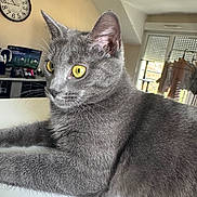 Mina a rejoint le concours — aidez-le/la à gagner de superbes lots ! animal, cat, clock, closeup, computer_monitor, cozy, cute, domestic, fur, furniture, gray_cat, indoor, natural_light, pet, relaxed, side_view, table, whiskers, window, yellow_eyes