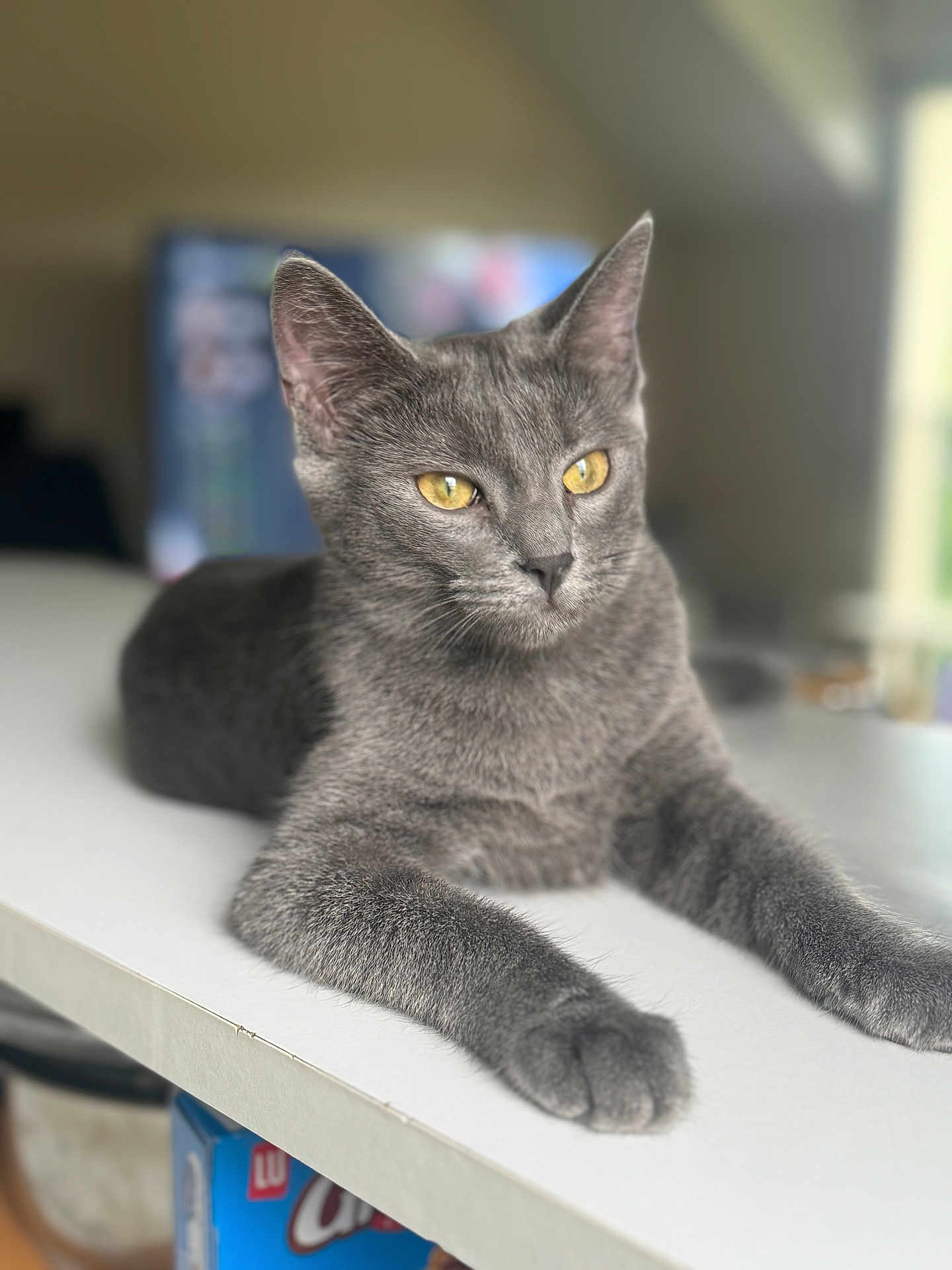 Mina participe au concours pour gagner de l'argent avec cette photo : animal, blurred_background, calm, cat, close_up, cute, domestic_cat, feline, fur, gray_cat, indoor, lying_down, mammal, pet, portrait, relaxed, soft_fur, table, whiskers, yellow_eyes