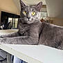 Mina a rejoint le concours — aidez-le/la à gagner de superbes lots ! alert, animal_portrait, blurred_background, cat, comfortable, curious, documents, domestic_animal, feline, fur, gray_cat, home, indoor, looking_at_camera, lounging, magazine, pet, table, whiskers, yellow_eyes