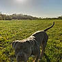 animal, canine, collar, daytime, dog, field, fur, grass, green, landscape, mammal, nature, outdoor, pet, shadow, sky, summer, sun, sunlight, walking