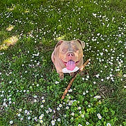 Snow a rejoint le concours — aidez-le/la à gagner de superbes lots ! animal, canine, cute, daytime, dog, field, flora, flowers, grass, greenery, happy, nature, outdoor, pet, playful, sitting, stick, summer, sunlight, tongue_out