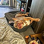 dog, pet_bed, blanket, toy, floor, indoor, tile_floor, furniture, cabinet, television, window, curtain, relaxed, playful, cute, brown_dog, upside_down, paw, tongue, home