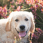 Sooshi a rejoint le concours — aidez-le/la à gagner de superbes lots ! dog, golden_retriever, puppy, outdoor, wildflowers, tongue_out, fluffy_fur, sunlight, nature, grass, happy, close_up, animal, pet, smiling, spring, summer, cute, playful, canine