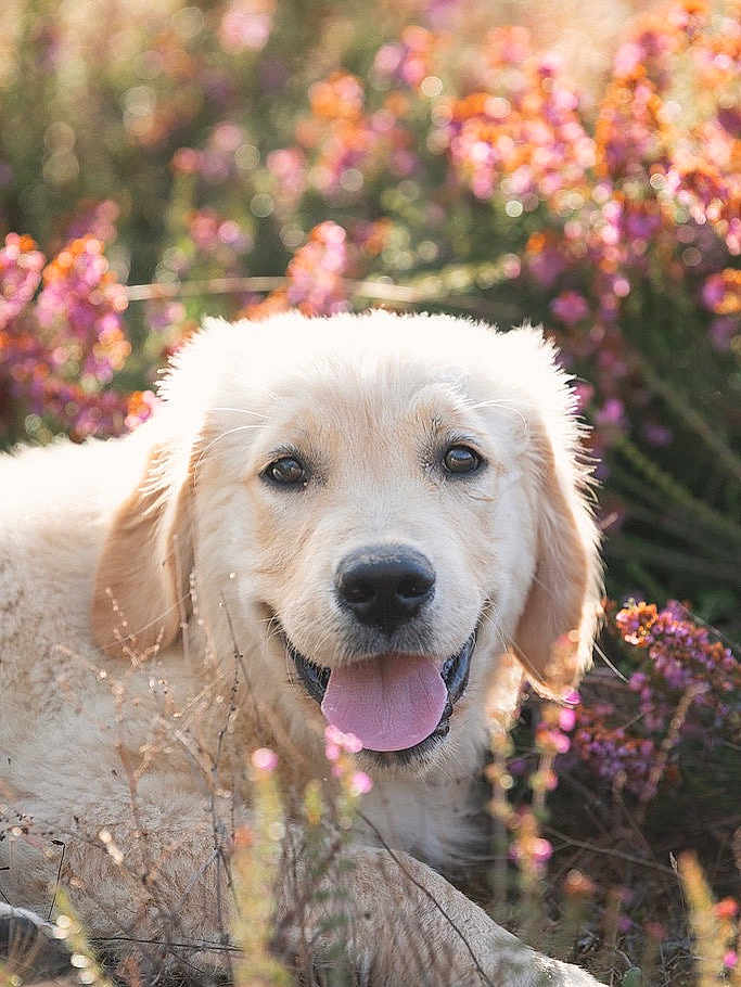 Sooshi a rejoint le concours — aidez-le/la à gagner de superbes lots ! dog, golden_retriever, puppy, outdoor, wildflowers, tongue_out, fluffy_fur, sunlight, nature, grass, happy, close_up, animal, pet, smiling, spring, summer, cute, playful, canine