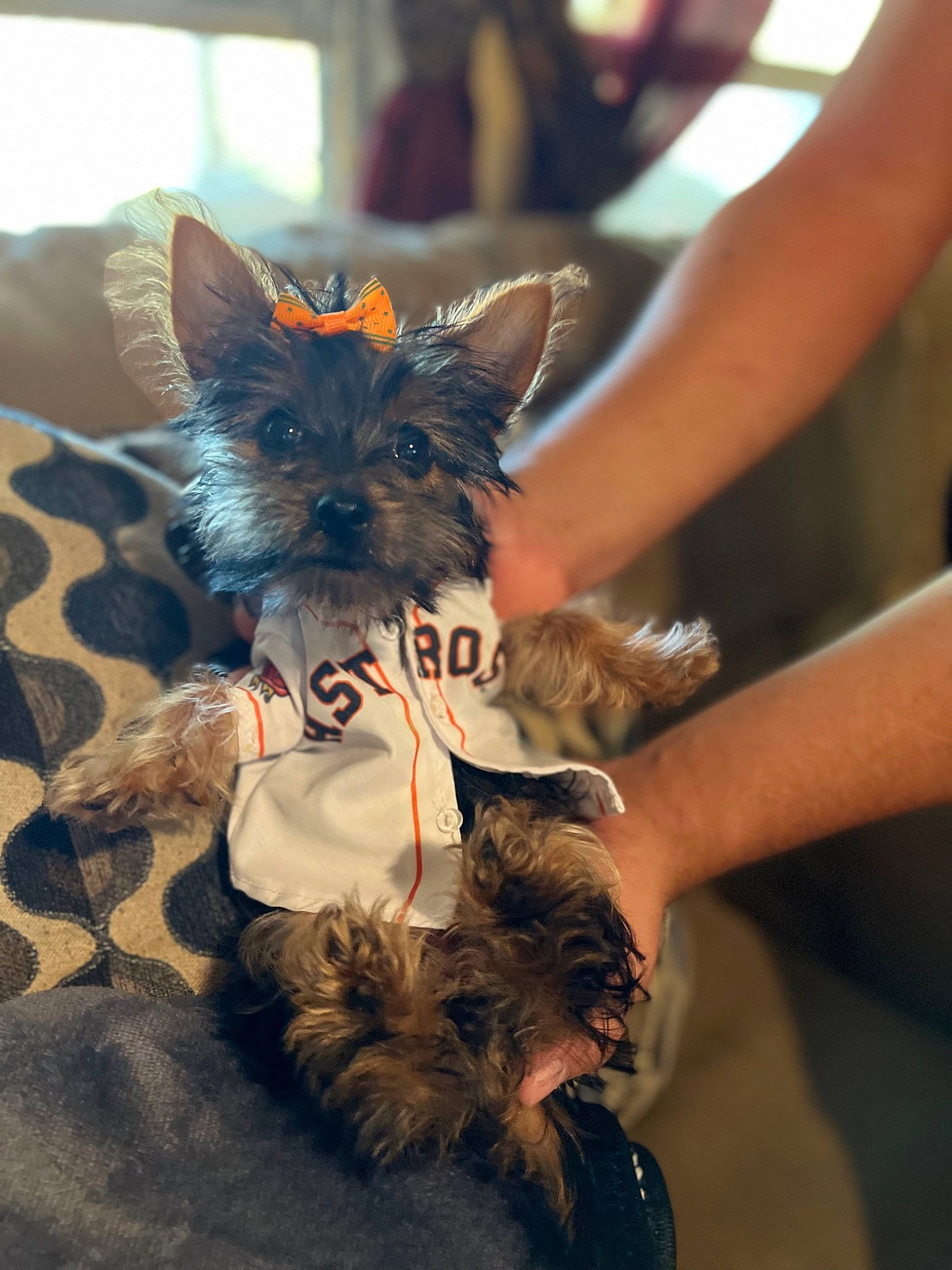 Gypsi is registered to the contest to win money with this photo: canidae, carnivore, claw, companion_dog, dog_breed, electric_blue, event, fashion_accessory, fawn, felidae, fur, human_leg, party_hat, paw, small_terrier, small_to_medium_sized_cats, snout, tail, toy_dog, whiskers