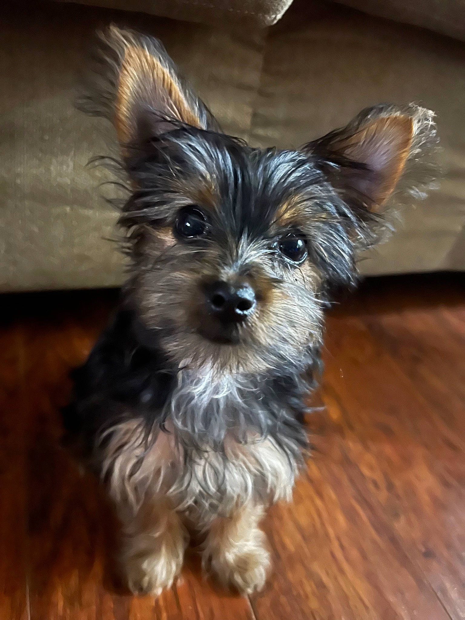 Gypsi is registered to the contest to win money with this photo: biewer_terrier, canidae, carnivore, companion_dog, dog, dog_breed, dog_supply, fawn, fur, hardwood, liver, puppy, small_terrier, snout, sporting_group, terrestrial_animal, toy_dog, wood, working_animal, yorkipoo