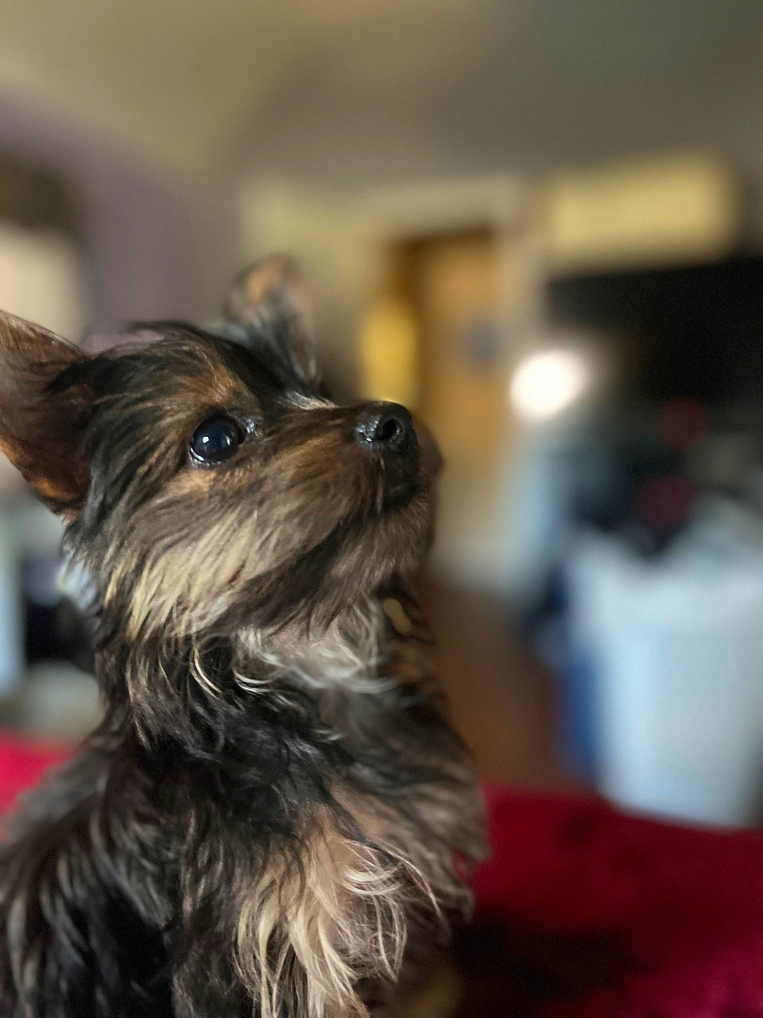 Gypsi is registered to the contest to win money with this photo: biewer_terrier, canidae, carnivore, companion_dog, dog, dog_breed, ear, event, fur, small_terrier, snout, sporting_group, terrier, toy_dog, working_animal