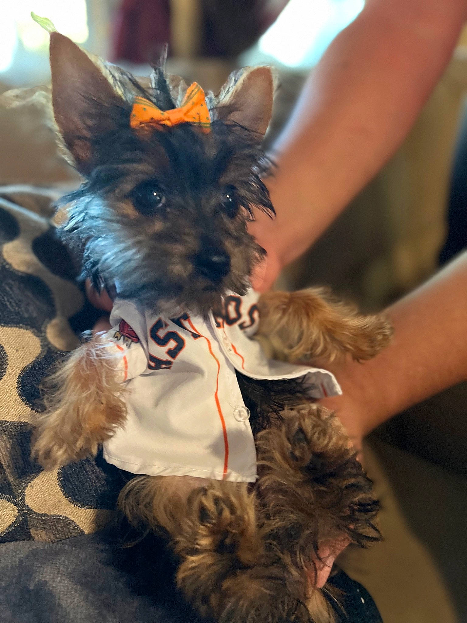 Gypsi is registered to the contest to win money with this photo: canidae, carnivore, companion_dog, costume, dog, dog_breed, dog_clothes, dog_collar, dog_supply, ear, event, fashion_accessory, fawn, fur, hat, small_terrier, snout, sporting_group, terrier, toy_dog