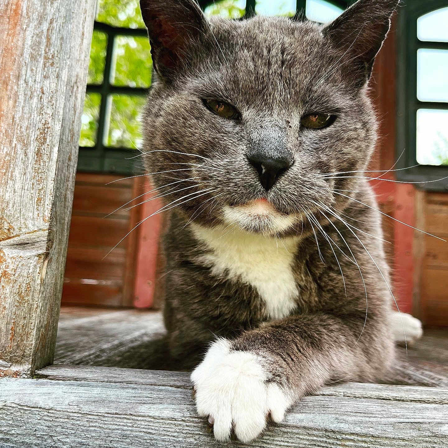 Bob is registered to the contest to win money with this photo: abyssinian, animal, architecture, building, cat, hardwood, house, housing, indoors, interiordesign, kitten, manx, outdoors, pet, porch, shelter, snout, stainedwood, window, wood