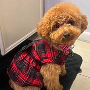 Pebbles is registered to the contest to win money with this photo: adorable, animal, black_mat, brown_dog, canine, companion, cute, dog, domestic_animal, floor_tiles, fluffy, furry, indoor, looking_up, pet, pet_clothing, plaid_dress, portrait, sitting, small_dog