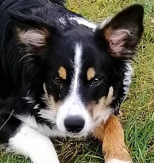 Texan a rejoint le concours — aidez-le/la à gagner de superbes lots ! ancient_dog_breeds, art, australian_collie, bernese_mountain_dog, border_collie, canidae, carnivore, companion_dog, dog, dog_breed, fur, grass, herding_dog, puppy, snout, sporting_group, terrestrial_animal, whiskers, working_animal, working_dog