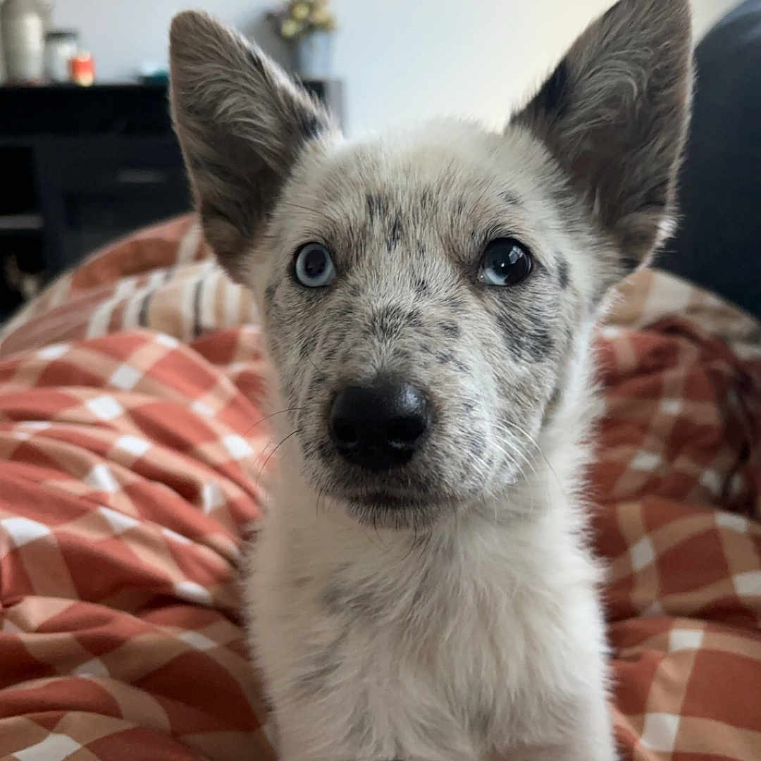 Beau is registered to the contest to win money with this photo: animal, architecture, bed, bedroom, blanket, building, canine, couch, cushion, dog, electronics, furniture, homedecor, husky, indoors, interiordesign, livingroom, pet, puppy, room