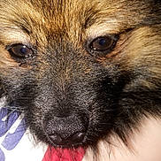Onyx participe au concours pour gagner de l'argent avec cette photo : canidae, carnivore, close_up, dog, dog_breed, eurasier, fawn, mammal, photography, puppy, snout, vertebrate