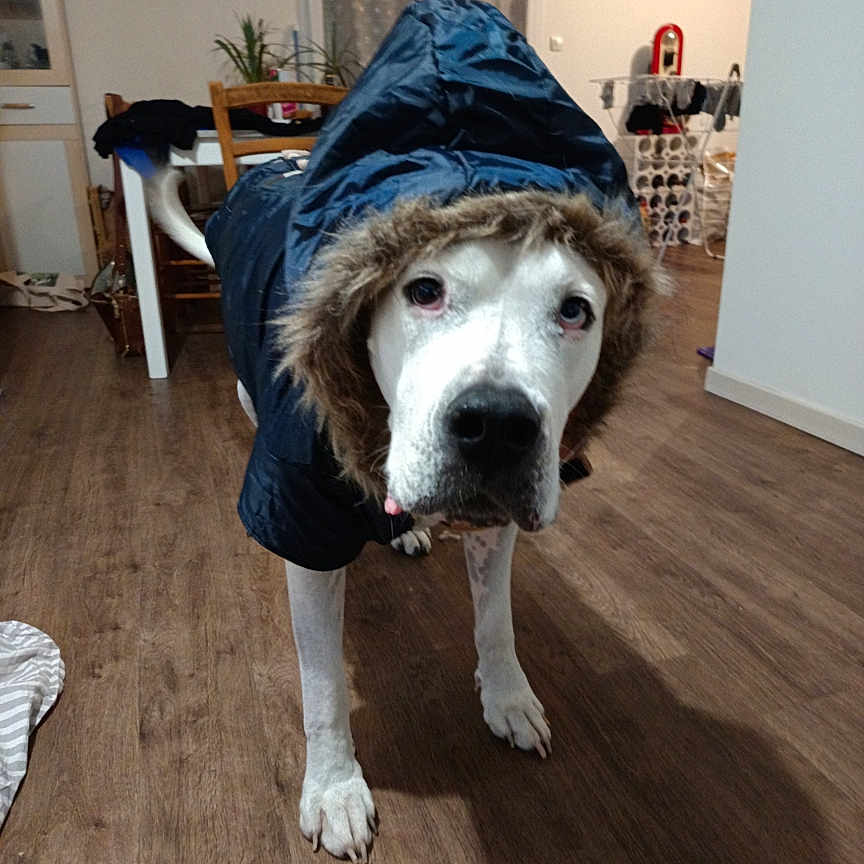 Maestro participe au concours pour gagner de l'argent avec cette photo : animal, canine, clothing, coat, dog, hardwood, hood, hoodie, hound, husky, indoors, interiordesign, jacket, knitwear, pants, pet, plywood, sweater, sweatshirt, wood