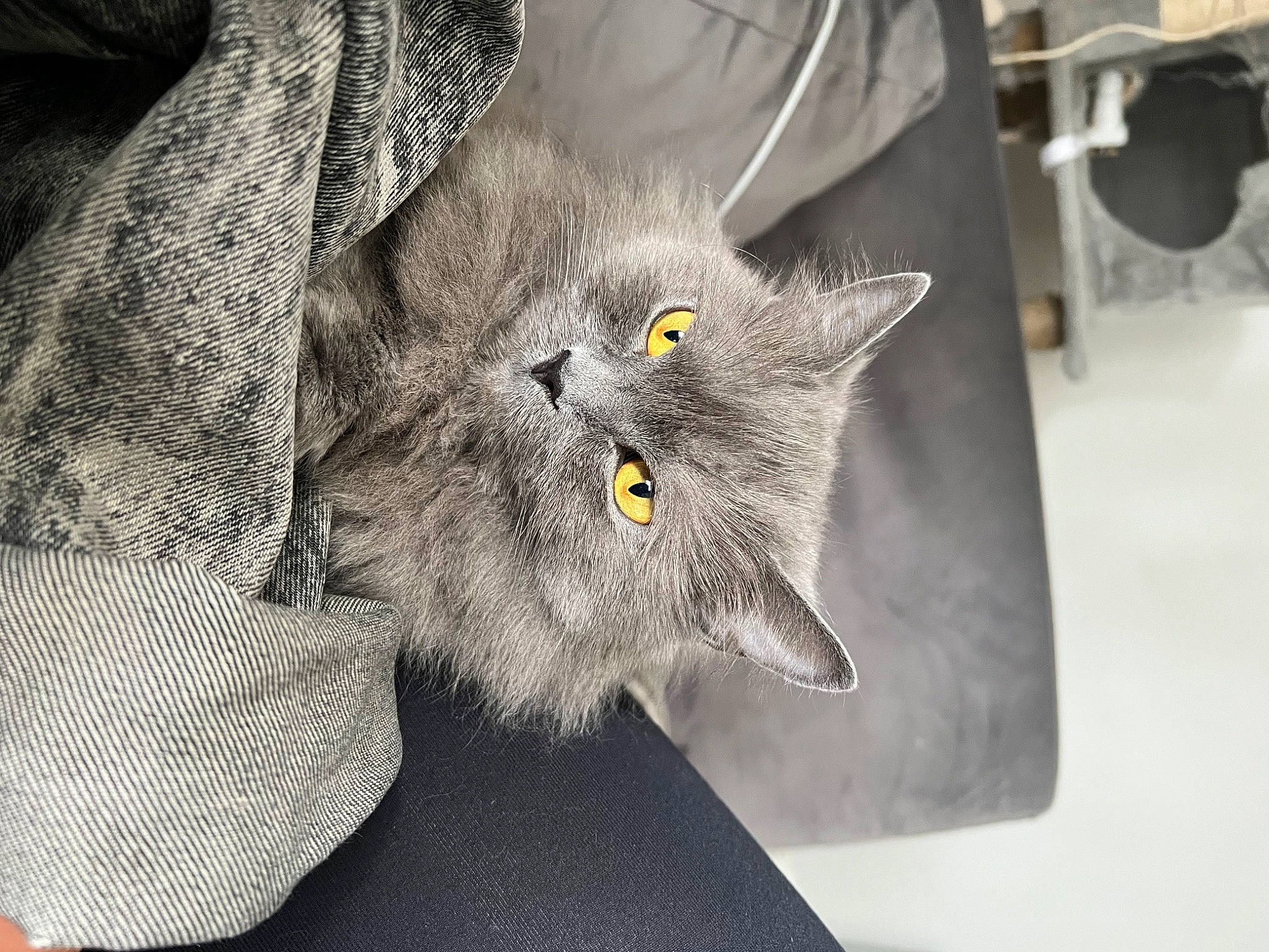 Trinity is registered to the contest to win money with this photo: carnivore, cat, claw, domestic_short_haired_cat, eye, felidae, fur, grey, monochrome_photography, personal_protective_equipment, russian_blue, small_to_medium_sized_cats, snout, tail, whiskers