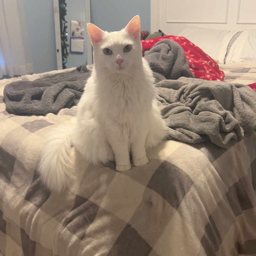 Princess