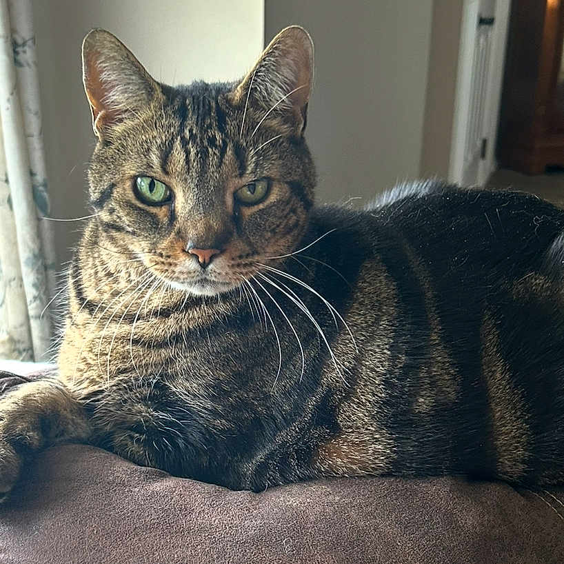 Bogart