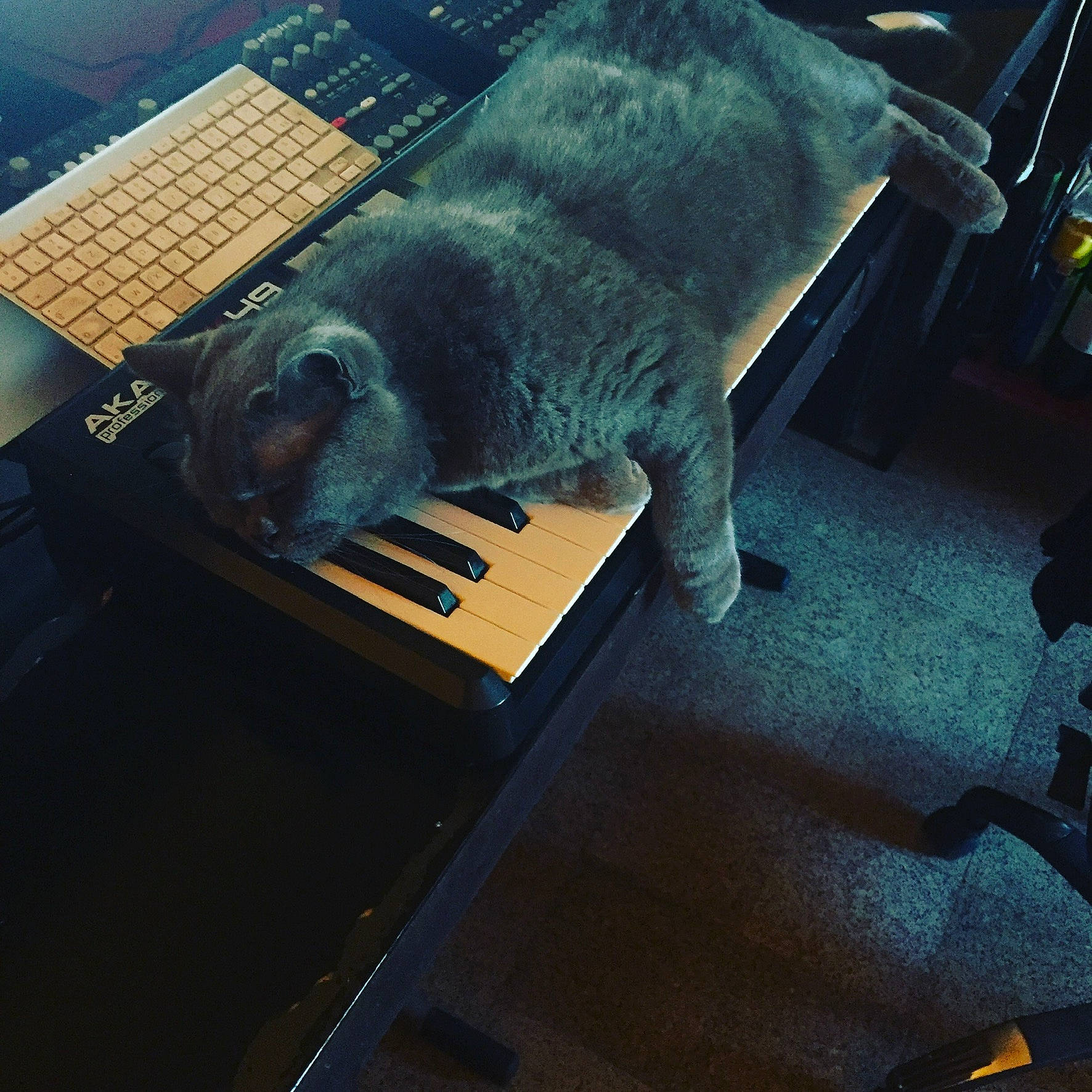 Eos a rejoint le concours — aidez-le/la à gagner de superbes lots ! cat, chair, comfort, computer_component, domestic_short_haired_cat, felidae, flooring, fur, input_device, laptop, netbook, office_equipment, peripheral, room, russian_blue, small_to_medium_sized_cats, space_bar, tail, tints_and_shades, whiskers