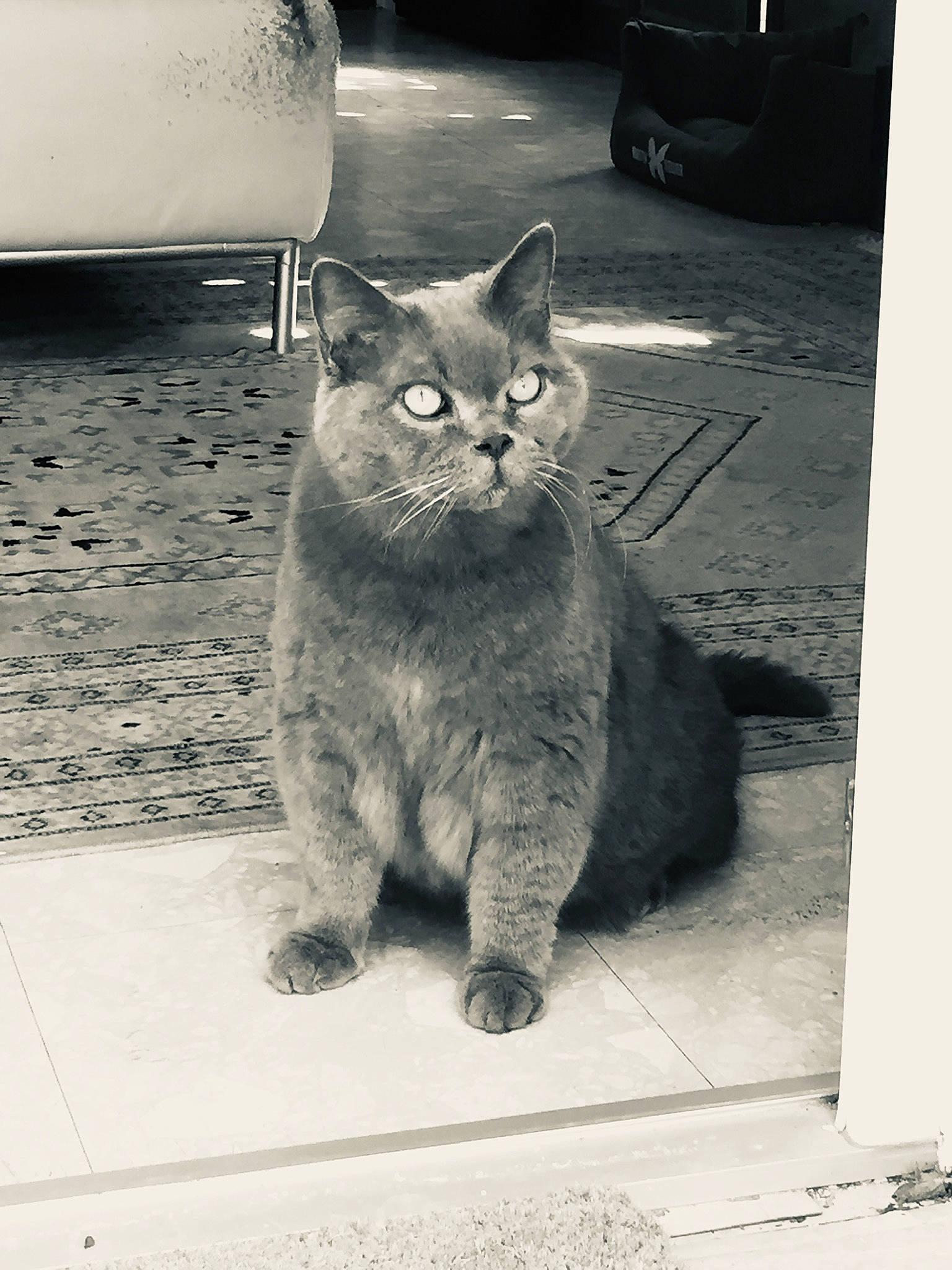 Eos participe au concours pour gagner de l'argent avec cette photo : black, black_and_white, carnivore, cat, domestic_short_haired_cat, eye, felidae, fur, grey, monochrome, monochrome_photography, paw, road_surface, russian_blue, small_to_medium_sized_cats, snout, style, tail, whiskers, white