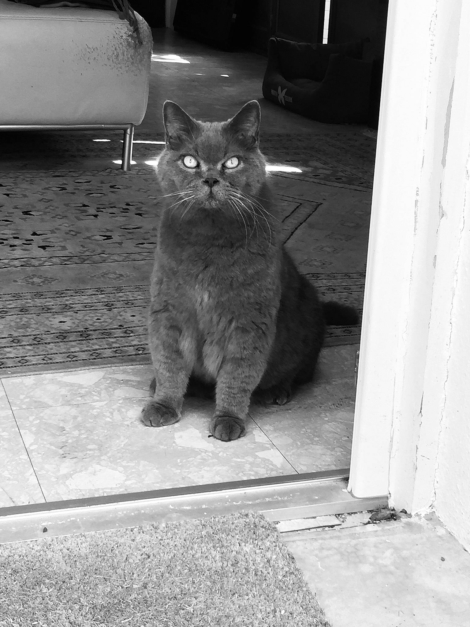 Eos a rejoint le concours — aidez-le/la à gagner de superbes lots ! black, black_and_white, black_cat, carnivore, cat, domestic_short_haired_cat, felidae, fur, grey, monochrome, monochrome_photography, road_surface, shadow, sitting, small_to_medium_sized_cats, snout, style, tail, tints_and_shades, whiskers