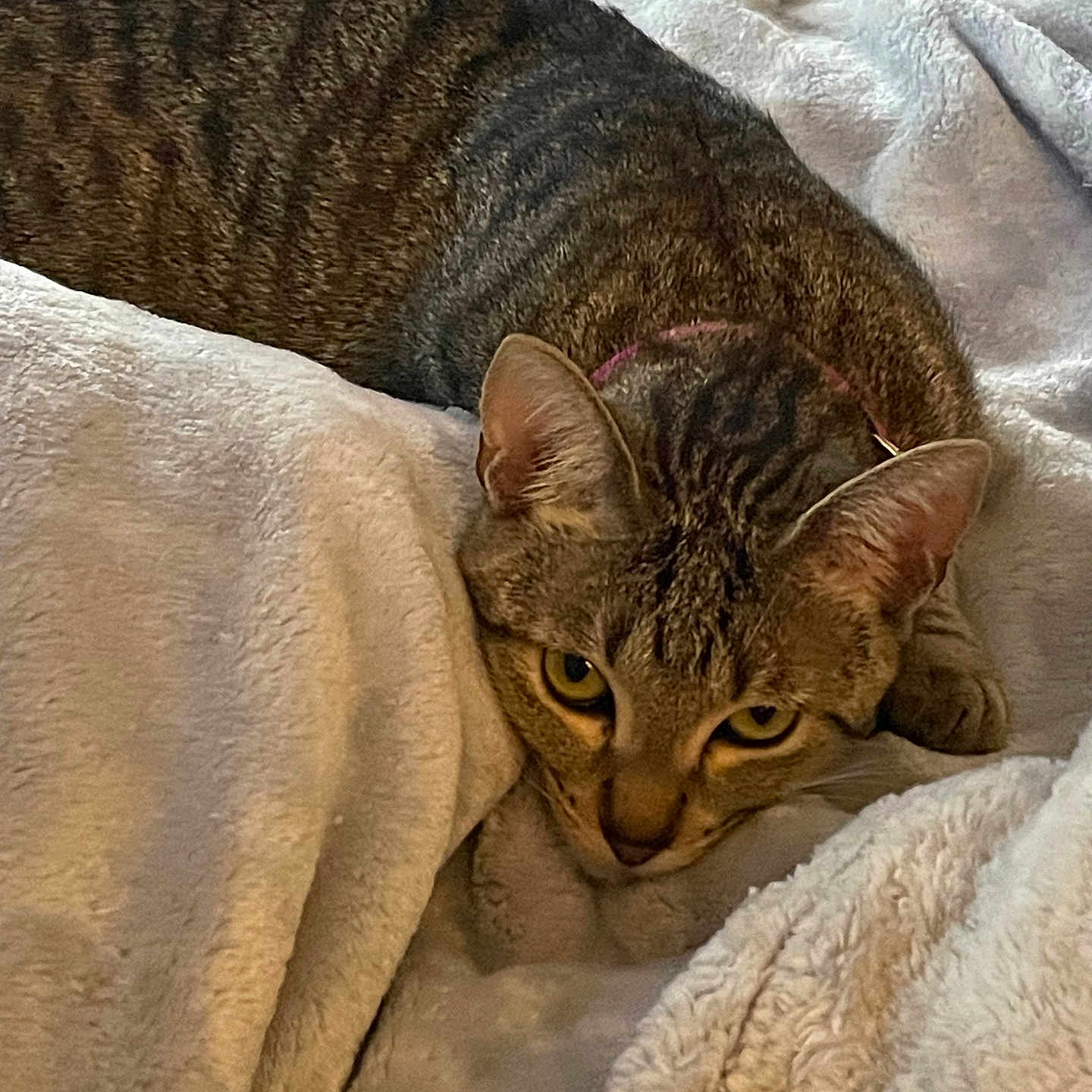 Romi joined the competition — help win amazing prizes! abyssinian, animal, bed, bedroom, blanket, cat, couch, egyptiancat, furniture, homedecor, indoors, kitten, linen, manx, person, pet, quilt, room, sleeping, towel