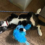Kai joined the competition — help win amazing prizes! cat, black_and_white, toy, feathers, carpet, relaxed, indoor, pet, fur, collar, playful, whiskers, paw, tail, sleeping, cute, animal, domestic, resting, floor
