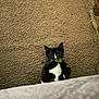 Kai joined the competition — help win amazing prizes! kitten, cat, tuxedo_cat, carpet, indoor, pet, animal, cute, small, black_and_white, fur, whiskers, lying_down, looking_up, curious, paws, floor, home, cozy, young