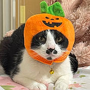 Charlie joined the competition — help win amazing prizes! animal, bed, bell, black, black_and_white, blanket, cat, collar, costume, cute, floral_pattern, fur, halloween, indoor, lying_down, orange, pet, pumpkin_hat, whiskers, white