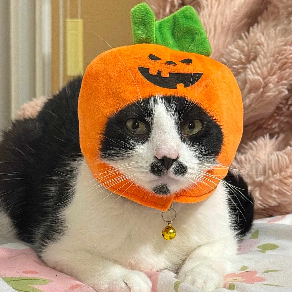Charlie joined the competition — help win amazing prizes! animal, bed, bell, black, black_and_white, blanket, cat, collar, costume, cute, floral_pattern, fur, halloween, indoor, lying_down, orange, pet, pumpkin_hat, whiskers, white