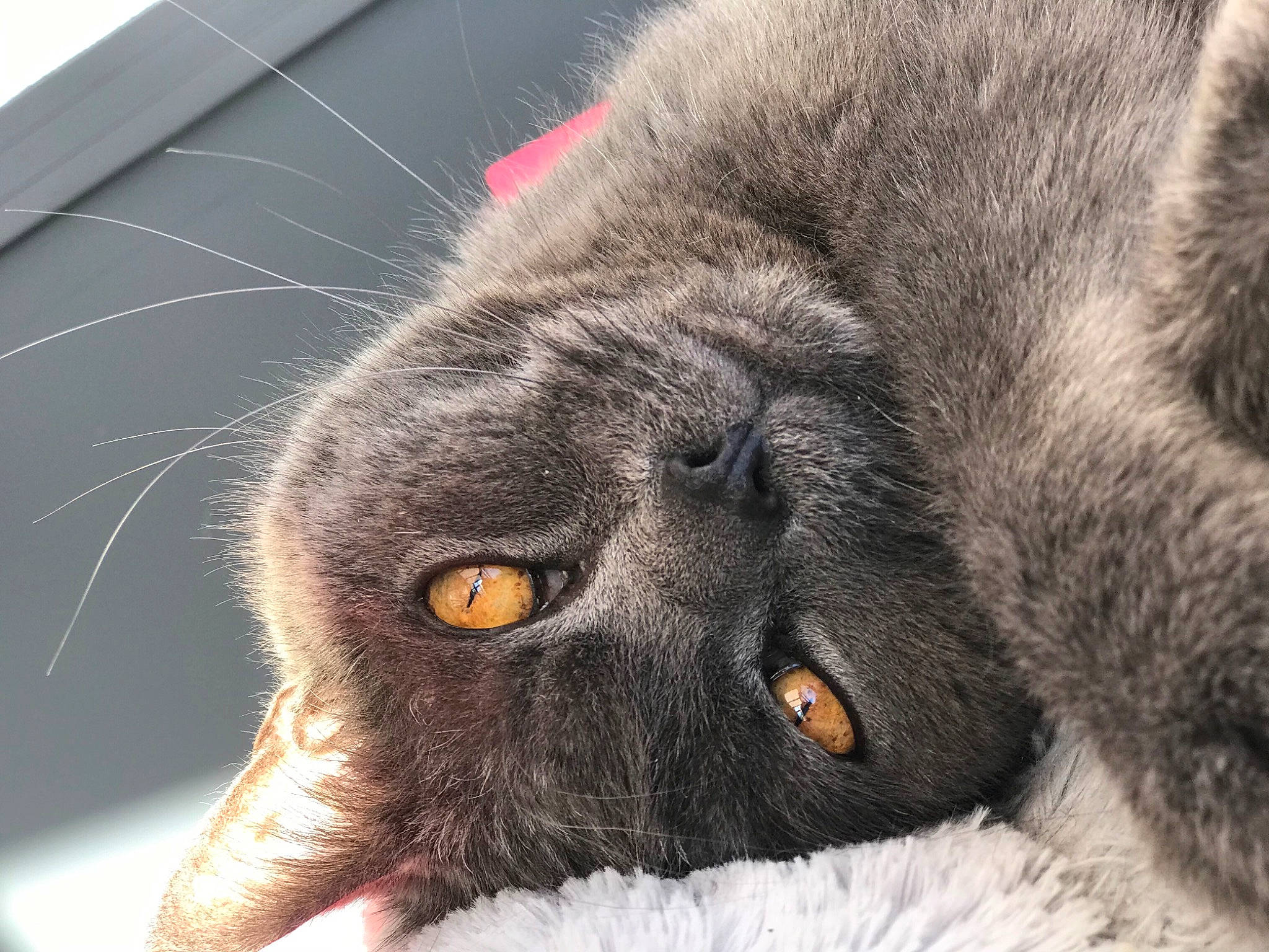 Altus participe au concours pour gagner de l'argent avec cette photo : black_cat, carnivore, cat, claw, close_up, domestic_short_haired_cat, eye, felidae, fur, grey, paw, small_to_medium_sized_cats, snout, tail, terrestrial_animal, whiskers