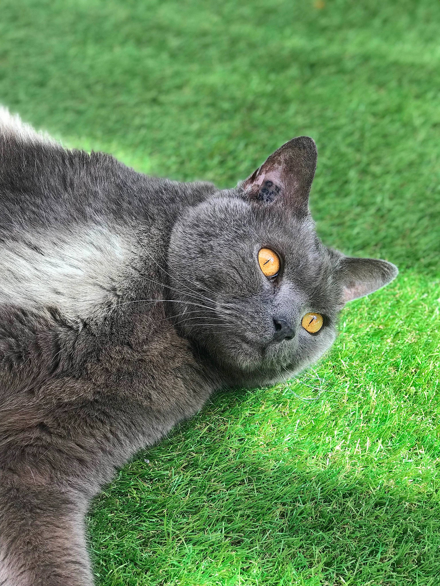 Altus a rejoint le concours — aidez-le/la à gagner de superbes lots ! art, black_cat, carnivore, cat, domestic_short_haired_cat, eye, felidae, fur, grass, grey, groundcover, plant, russian_blue, sitting, small_to_medium_sized_cats, snout, tail, terrestrial_animal, whiskers, wildlife