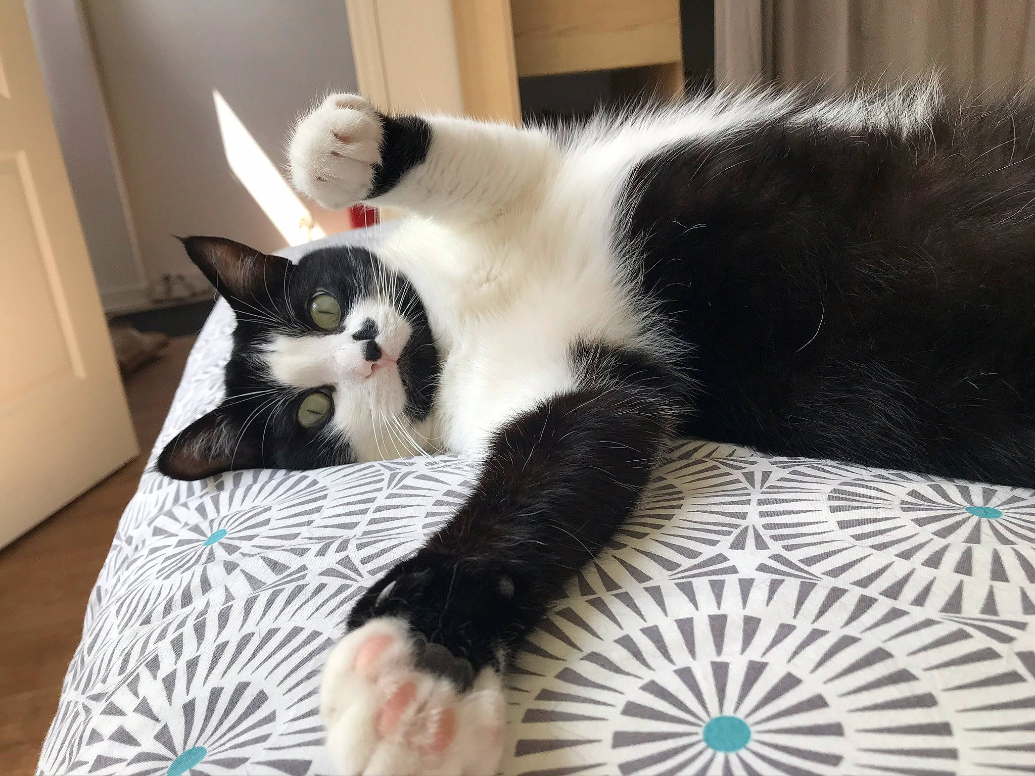 Jean Luc participe au concours pour gagner de l'argent avec cette photo : canidae, carnivore, cat, cat_bed, cat_supply, comfort, companion_dog, domestic_short_haired_cat, felidae, fur, linens, nap, pattern, paw, room, small_to_medium_sized_cats, snout, tail, terrestrial_animal, whiskers