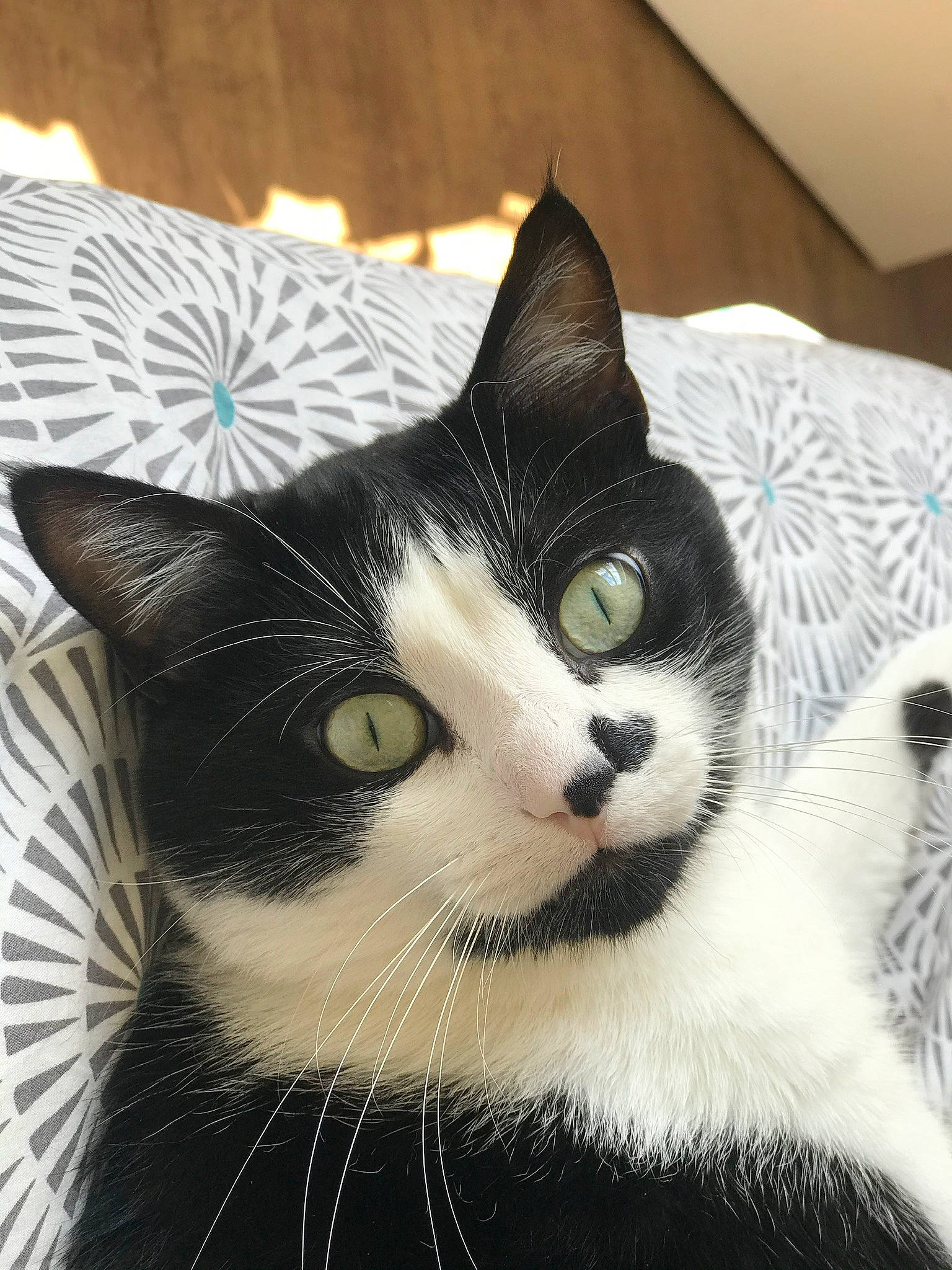 Jean Luc participe au concours pour gagner de l'argent avec cette photo : bedding, carnivore, cat, comfort, domestic_short_haired_cat, eye, felidae, fur, hair, head, human_body, linens, monochrome_photography, paw, small_to_medium_sized_cats, snout, square, tail, whiskers, window