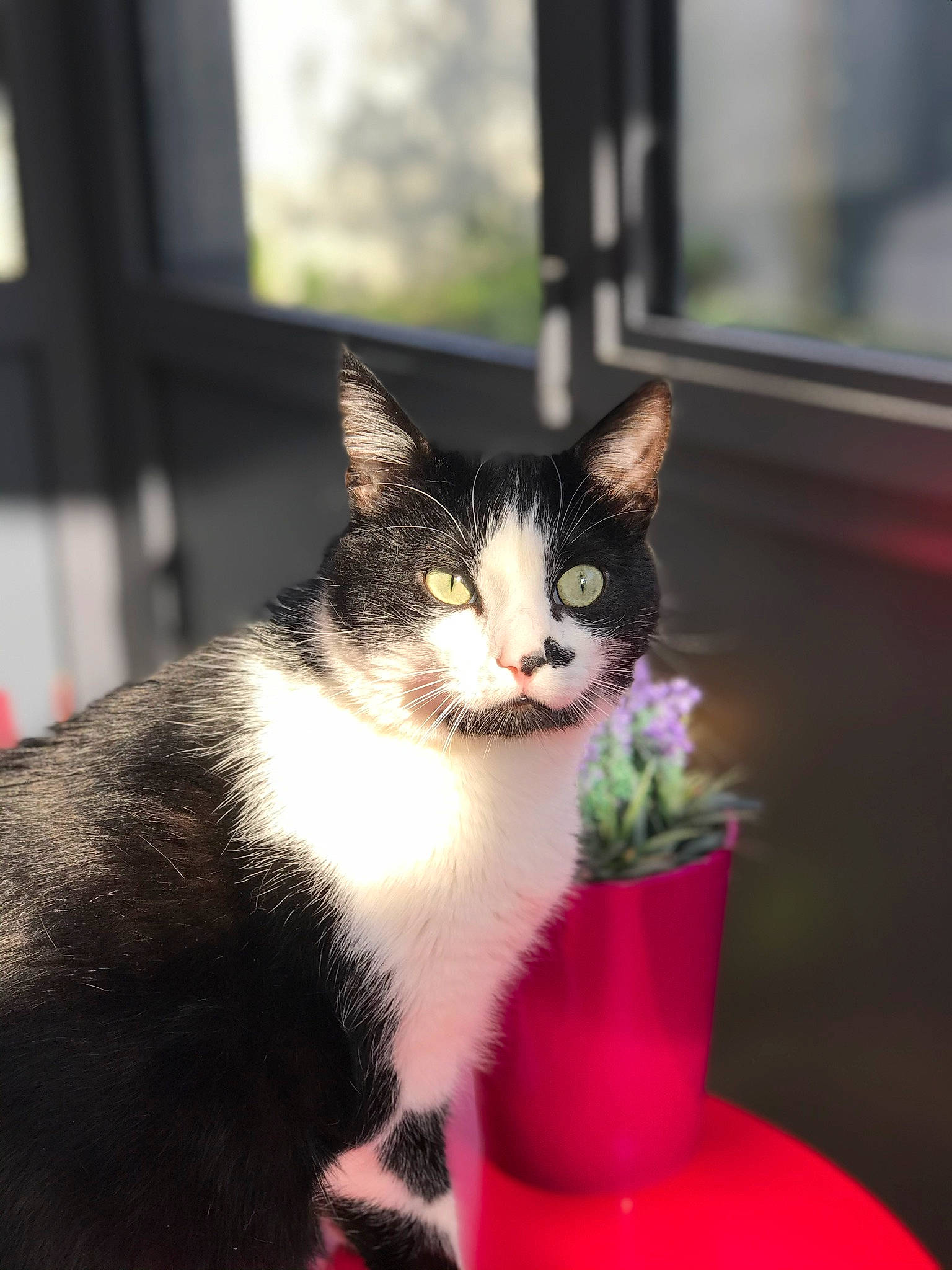 Jean Luc participe au concours pour gagner de l'argent avec cette photo : carnivore, cat, cup, domestic_short_haired_cat, felidae, flower, flowerpot, fur, grass, houseplant, light, paw, plant, sitting, small_to_medium_sized_cats, snout, tail, tree, whiskers, window