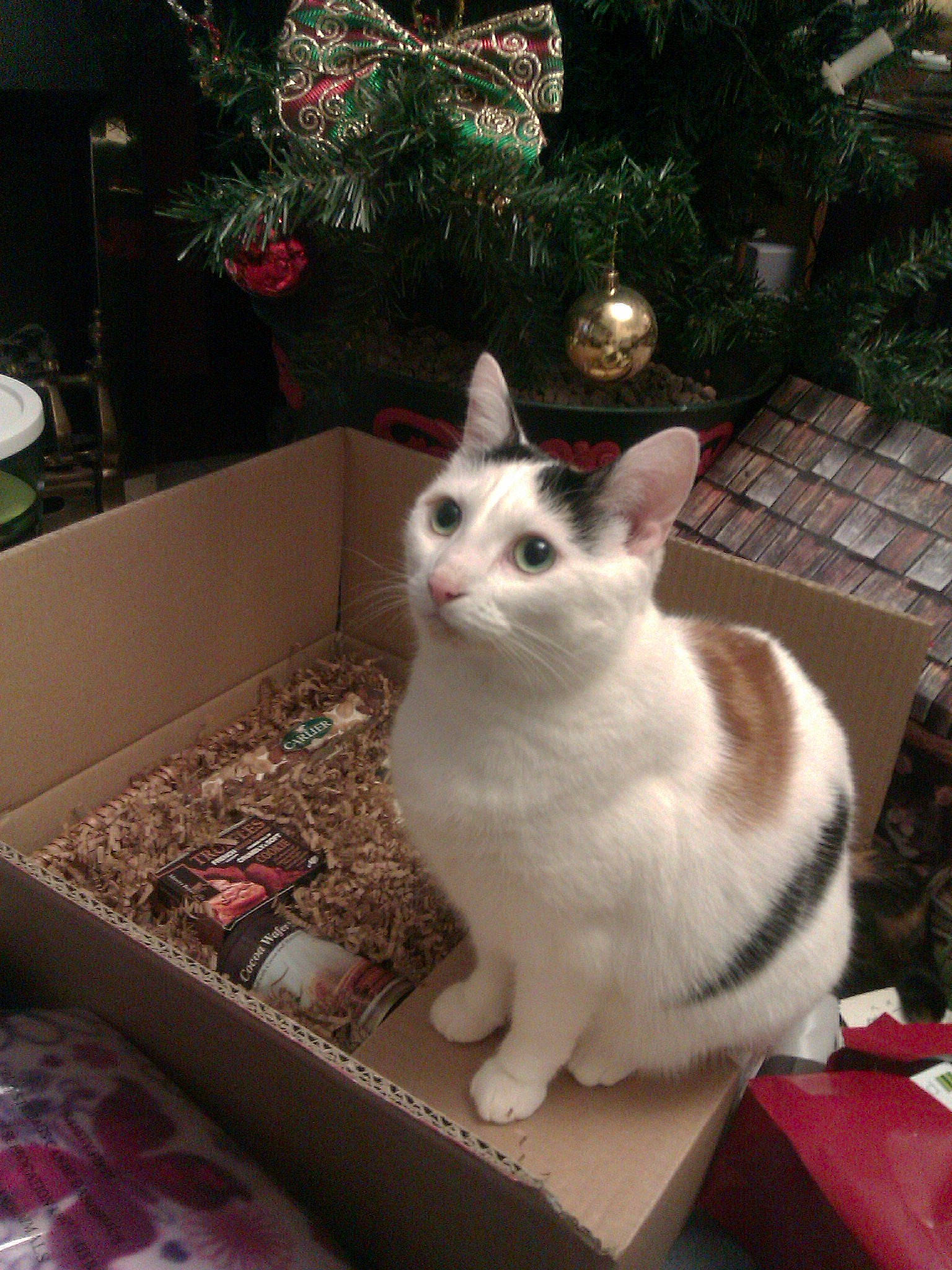 Kitt joined the competition — help win amazing prizes! carnivore, cat, christmas_decoration, christmas_ornament, christmas_tree, domestic_short_haired_cat, event, eye, fawn, felidae, fur, head, holiday, paw, plant, small_to_medium_sized_cats, snout, tail, whiskers, window