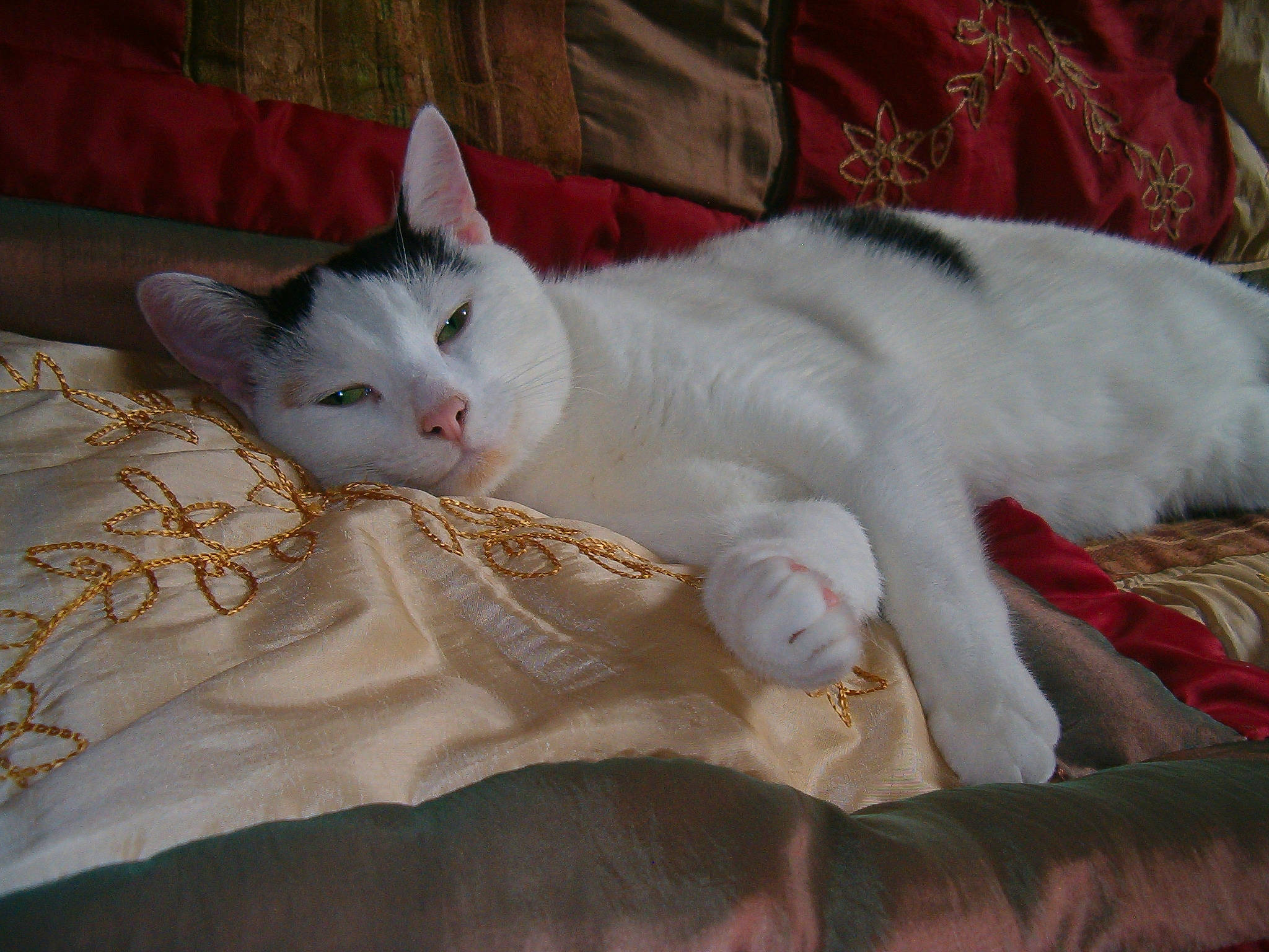 Kitt is registered to the contest to win money with this photo: carnivore, cat, claw, comfort, domestic_short_haired_cat, felidae, fur, linens, mammal, paw, small_to_medium_sized_cats, snout, tail, whiskers