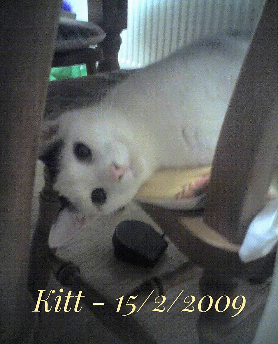 Kitt is registered to the contest to win money with this photo: canidae, carnivore, cat, comfort, companion_dog, darkness, dog_breed, domestic_short_haired_cat, felidae, font, foot, fur, metal, paw, photo_caption, small_to_medium_sized_cats, tail, vertebrate, whiskers