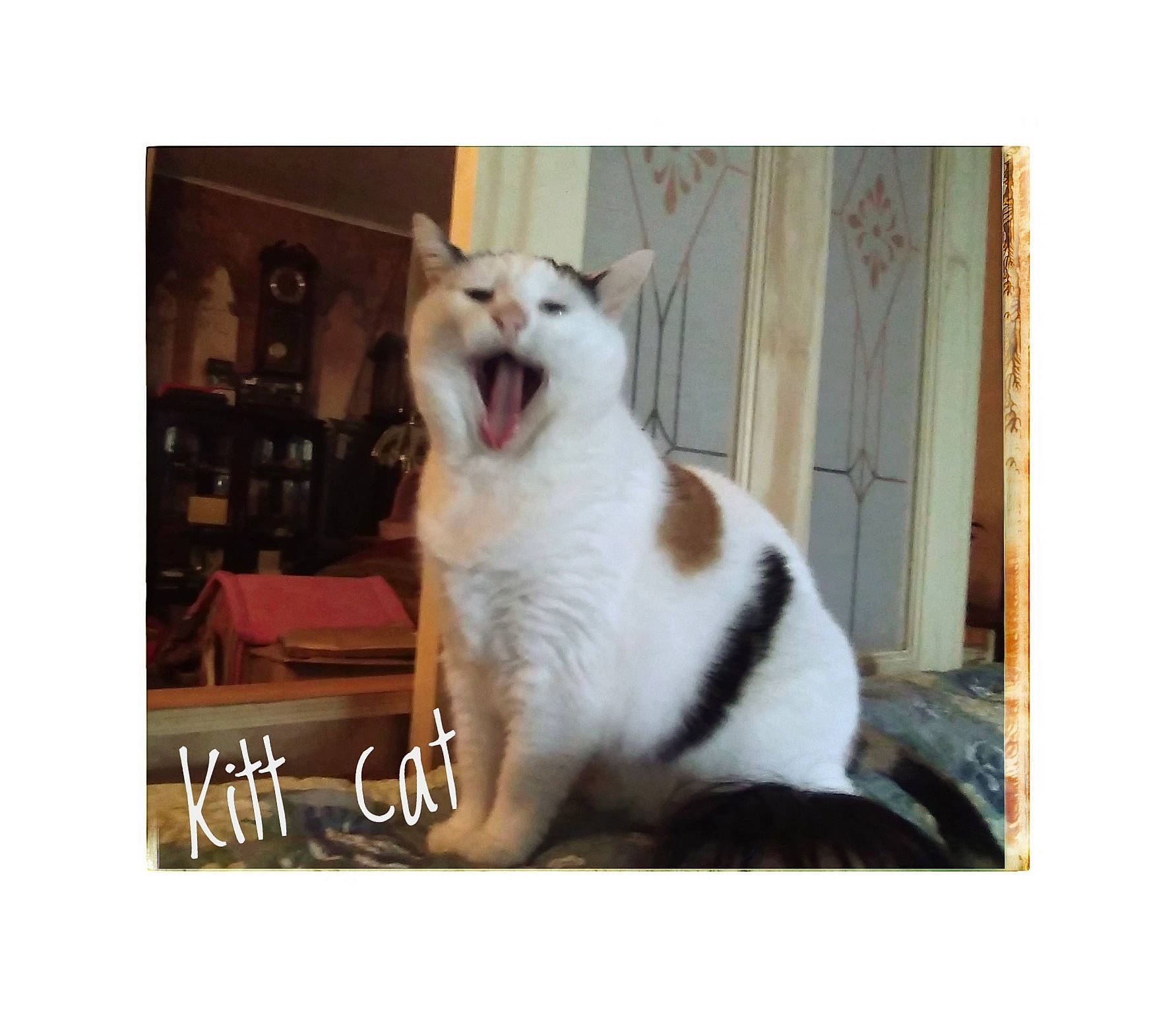 Kitt is registered to the contest to win money with this photo: carnivore, cat, collar, companion_dog, dog_breed, door, felidae, font, fur, metal, pet_supply, photo_caption, rectangle, room, small_to_medium_sized_cats, square, tail, whiskers, window