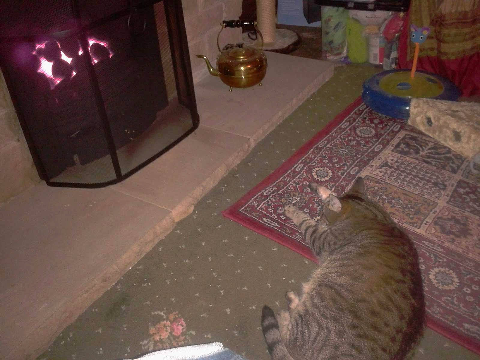 Millie joined the competition — help win amazing prizes! carnivore, cat, comfort, domestic_short_haired_cat, felidae, fire_screen, fireplace, floor, flooring, gas, grey, hardwood, living_room, room, small_to_medium_sized_cats, stove, tail, whiskers, wood, wood_burning_stove