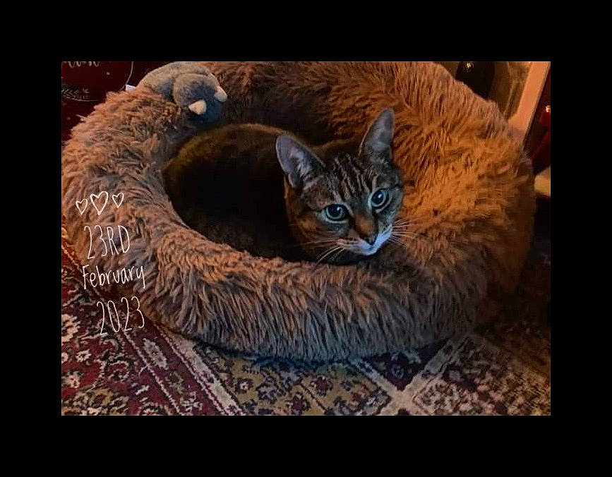 Millie joined the competition — help win amazing prizes! art, automotive_tire, beauty, carnivore, cat, domestic_short_haired_cat, felidae, fur, organism, photo_caption, rectangle, small_to_medium_sized_cats, snout, still_life_photography, terrestrial_animal, tire, vertebrate, visual_arts, whiskers, wood