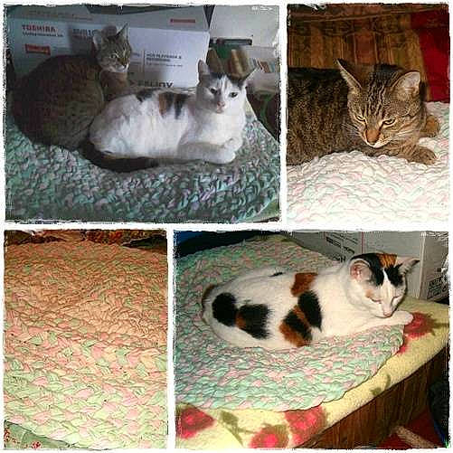 Millie is registered to the contest to win money with this photo: art, carnivore, cat, cat_supply, collage, comfort, domestic_short_haired_cat, felidae, fur, mammal, paw, pet_supply, photo_caption, rectangle, small_to_medium_sized_cats, snapshot, tail, terrestrial_animal, vertebrate, whiskers