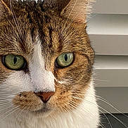 Aya a rejoint le concours — aidez-le/la à gagner de superbes lots ! cat, close_up, green_eyes, fur, whiskers, animal, pet, portrait, face, tabby, white_fur, brown_fur, indoor, focused, cute, domestic_cat, mammal, looking, alert, macro
