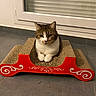 cat, tabby_cat, indoor, pet, sitting, cardboard_scratch_pad, floor, window, tile_floor, red, white, decorative, animal, feline, resting, looking, paws, toy, calm, home