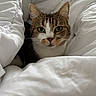 cat, tabby, pet, animal, feline, whiskers, ears, blanket, white, bed, cozy, indoor, cute, fur, face, resting, comfort, soft, closeup, domestic