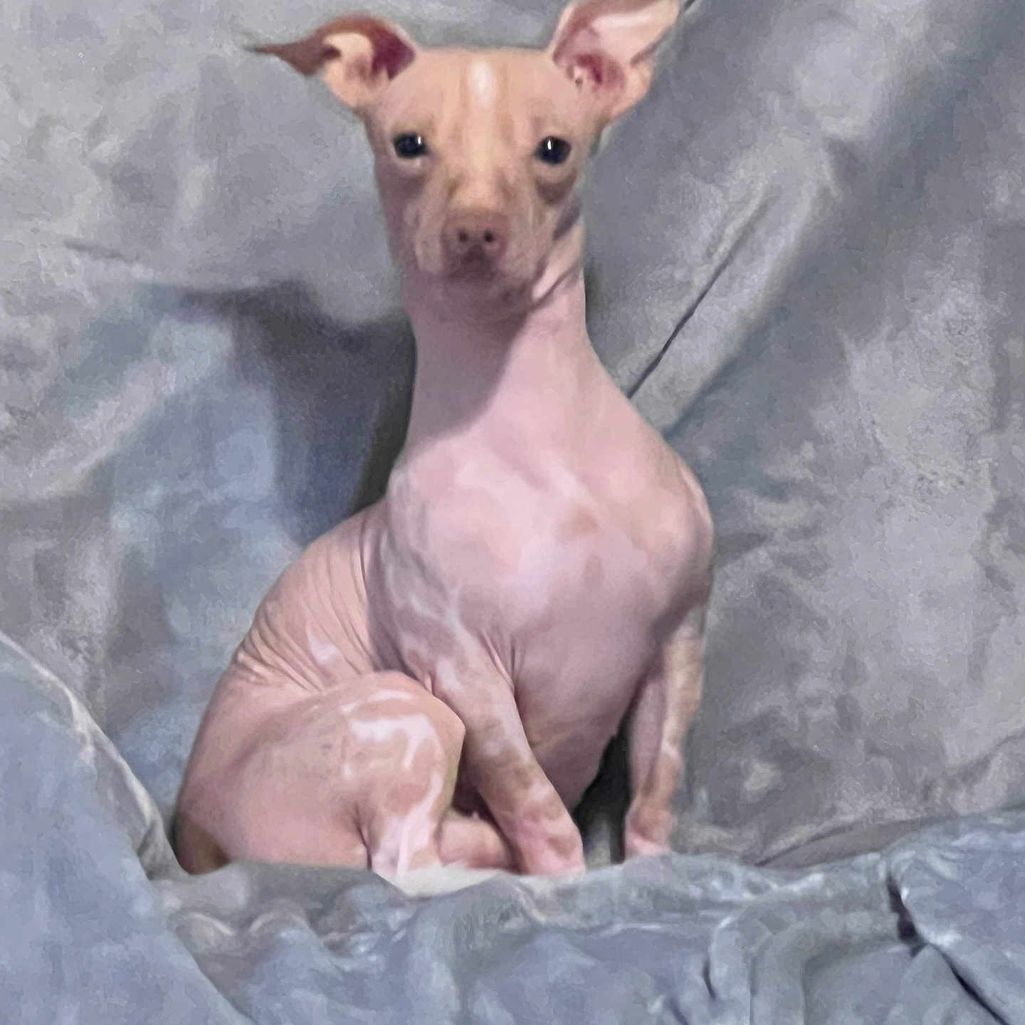 Palpal joined the competition — help win amazing prizes! animal, blanket, calm, companion, curious, cute, dog, ears, folds, fur_less, gray, hairless_dog, indoor, looking_at_camera, pet, portrait, resting, sitting, small_dog, soft_texture